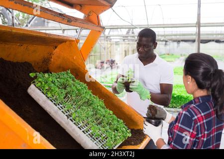 Afro-Mann und Latino-Frau repotting Gemüsesämlinge Stockfoto