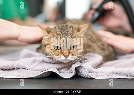 Pflege von Katzen und Haustieren im Schönheitssalon. Stockfoto