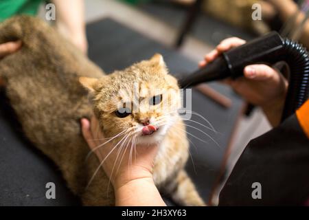 Pflege von Katzen und Haustieren im Schönheitssalon. Stockfoto