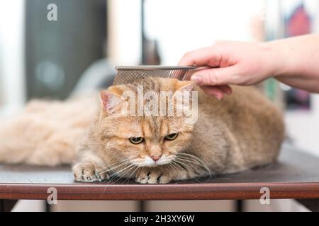 Pflege von Katzen und Haustieren im Schönheitssalon. Stockfoto