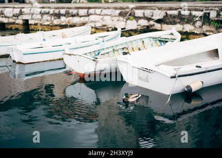 Ein drake schwimmt im Wasser von weißen Booten auf dem Pier. Stockfoto