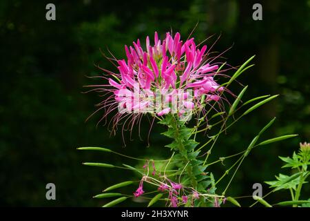 Tarenaya hassleriana Stockfoto