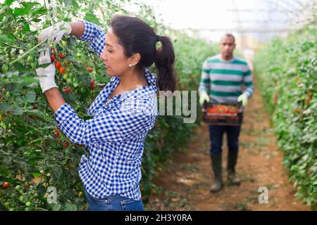 Ein Team von Arbeitern erntet reife Tomaten im Gewächshaus Stockfoto