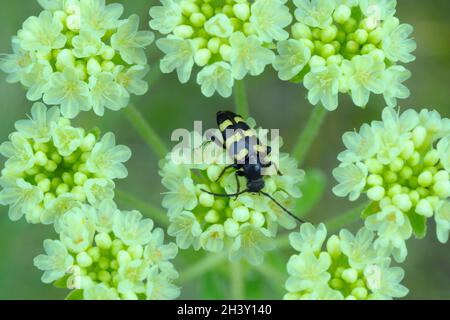 Longhorn-Blumenkäfer Stockfoto