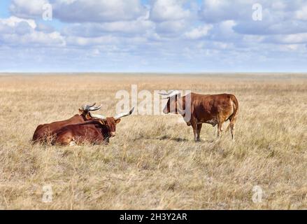 Ankole Watusi, moderne amerikanische Rasse von Hausrindern, im Grasland von jungfräulichen Steppen Stockfoto