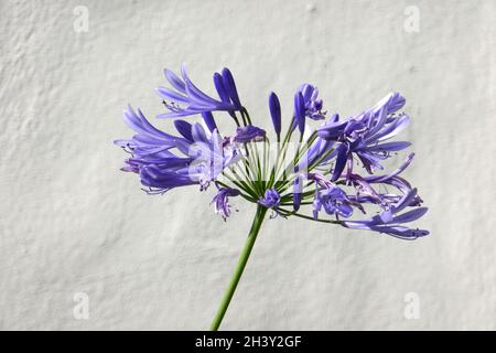 Agapanthus Stockfoto