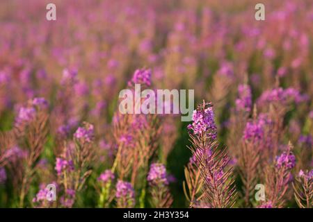 Blühende Sally Feld von Fliederblüten Blumen Stockfoto