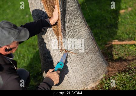 Ein Arbeiter schneidet die Rinde mit der Säge von der Palme ab Stockfoto