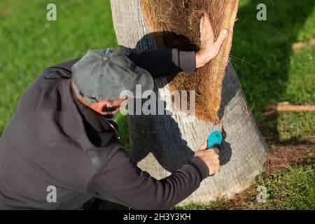 Ein Arbeiter schneidet die Rinde mit der Säge von der Palme ab Stockfoto