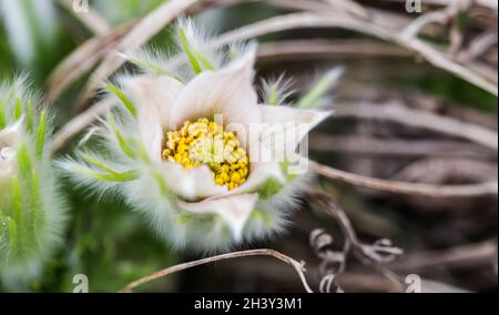 Eröffnung der schönen weißen seidigen Blüten (pulsatilla alpina) im Frühling Garten Stockfoto