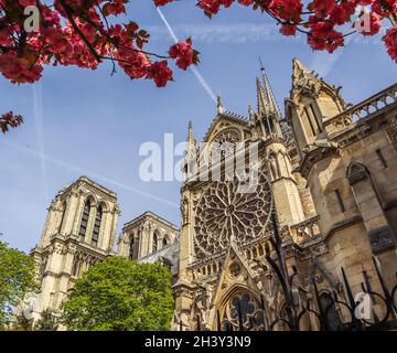 Die Kathedrale Notre Dame in Cherry Blossom. Frühling in Paris Frankreich. April 05, 2019. Vor dem Brand Stockfoto