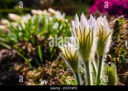 Eröffnung der schönen weißen seidigen Blüten (pulsatilla alpina) im Frühling Garten Stockfoto