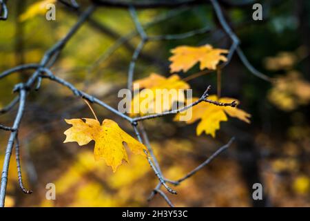 Gelbe Blätter auf Ästen, Herbststimmung. Stockfoto