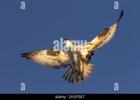 Der westliche Fischadler ((Pandion haliaetus) im Flug Stockfoto