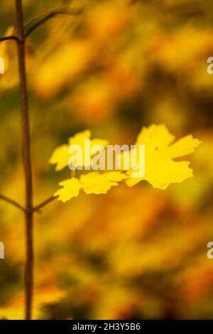 Gelbe Blätter bleiben auf Ästen, Herbststimmung mit Bokeh. Stockfoto