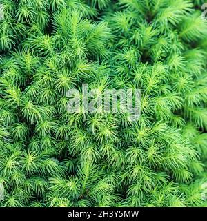 Textur, Hintergrund, Muster von grünen Sprossen der immergrünen kanadischen Picea glauca Conica White Fichte Stockfoto