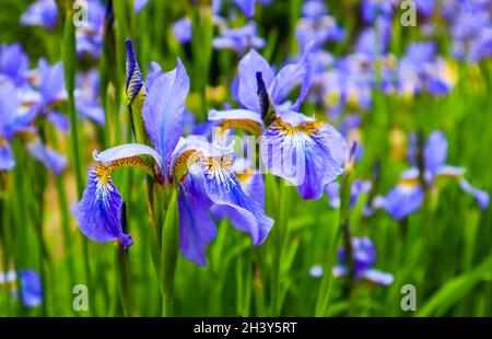 Blühende violett iris Blumen im Garten. Gartenarbeit Konzept. Blume Hintergrund Stockfoto