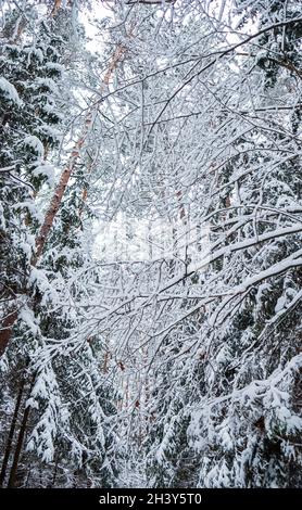 Vielen dünnen Zweigen bedeckt mit flauschigen weißen Schnee. Schönen Winter schneebedeckten Wald. Bild vertikal Blau Ton Stockfoto