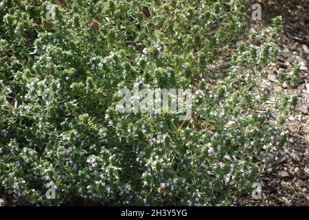 Satureja Hortensis, sommerlich-herzhaft Stockfoto