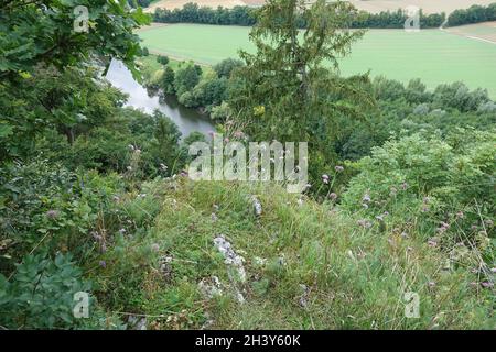 Allium angulosum, Mausknoblauchzehen Stockfoto