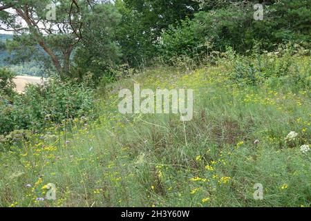 Aster linosyris, SYN. Galatella, Goldlöckchen-Aster Stockfoto