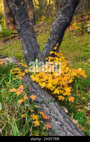 Neue herbstfarbene Blätter wachsen auf altem Baumstumpf in grüner Natur Stockfoto