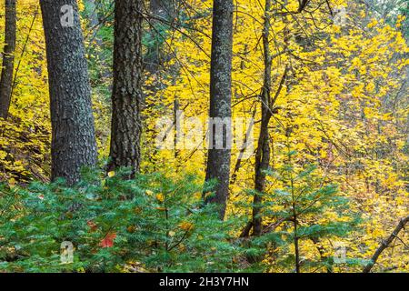 Herbstwald Ahornbaum mit gelben Blättern, umgeben von Kiefern Stockfoto