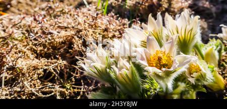 Eröffnung der schönen weißen seidigen Blüten (pulsatilla alpina) im Frühling Garten Stockfoto