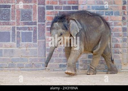 Asiatischer Elefant (Elephas maximus indicus) . Stockfoto