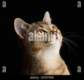 Porträt eines grauen Kätzchens schottische, gerade Chinchilla auf schwarzem Hintergrund schaut die Katze nach oben Stockfoto