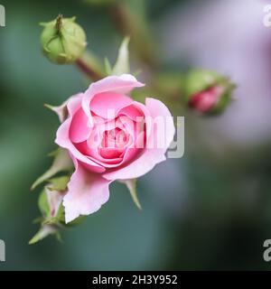Rosa Rose Bonika im Garten. Perfekt für Grußkarten im Hintergrund zum Geburtstag, Valentinstag und Muttertag. Stockfoto