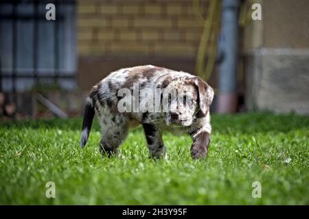 Gepunkteter Labrador Retriever-Welpe. Stockfoto