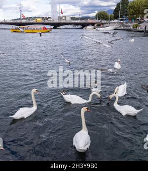 Schwäne kämpfen auf dem Genfer See um Brot, geworfen von der Promenade du Lac Léman, Genf, Schweiz Stockfoto