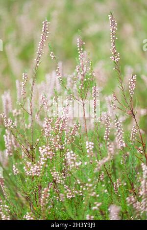 Blühende Heide oder calluna vulgaris, im Wald, sanftes Foto, Bokeh-Effekt Stockfoto