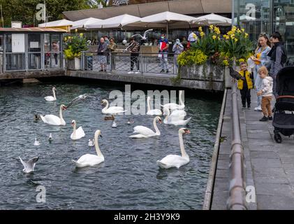 Schwäne kämpfen auf dem Genfer See um Brot, geworfen von der Promenade du Lac Léman, Genf, Schweiz Stockfoto