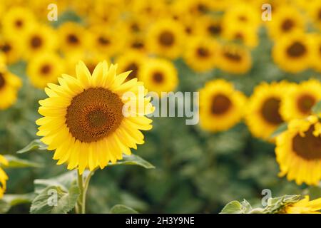 Feld der blühenden Sonnenblumen. Sonnenblumenöl Quelle. Stockfoto