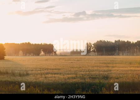 Landwirtschaftliche Feld von Roggen und Gerste bei Sonnenuntergang. Umfassendes Erntekonzept. Stockfoto