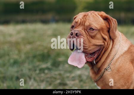 Portrait Dogue de Bordeaux. Hund Mastiff Haustier. Stockfoto