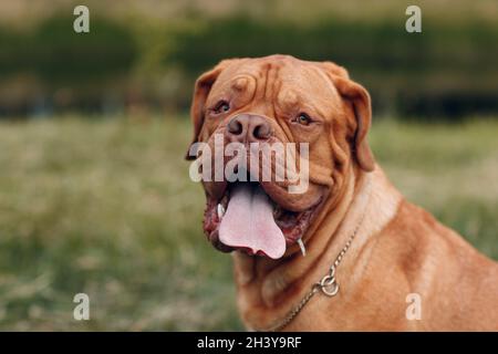 Portrait Dogue de Bordeaux. Französisches Mastiff-Haustier Stockfoto