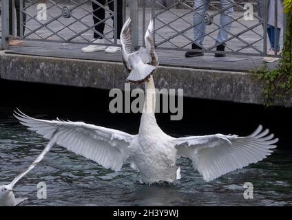 schwan kämpft mit Möwe über Brot auf dem Genfer See, der von der Promenade du Lac Léman, Genf, Schweiz, geworfen wird Stockfoto