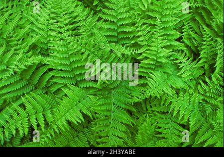 Frauenfarne (Athyrium filix-femina) Stockfoto