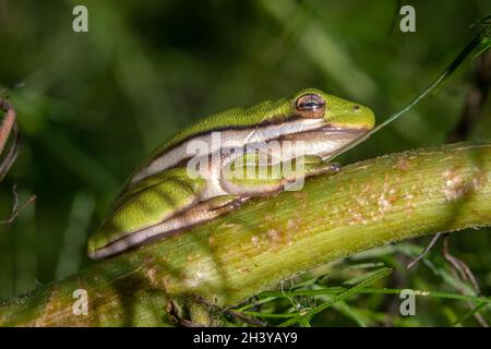 Ein kühlender kleiner Grüner Baumfrosch (Hyla cinerea) hängt an einem Stiel. Raleigh, North Carolina. Stockfoto