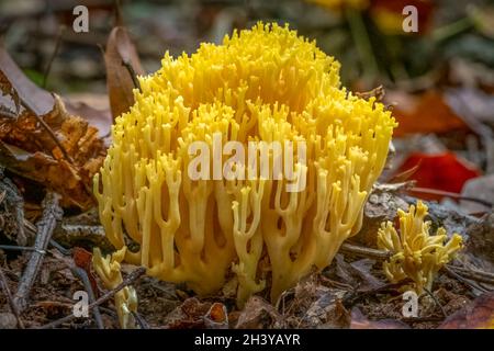 Im Herbst wächst im Wald ein leuchtend goldener Korallenpilz (Gattung Ramaria). Raleigh, North Carolina. Stockfoto