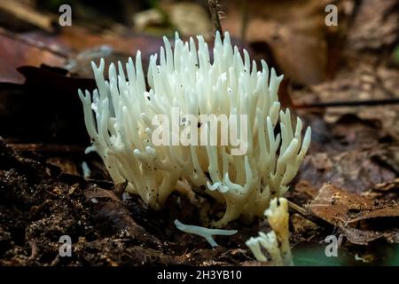 Im Herbst wächst im Wald der Weißkorallenpilz (Ramariopsis kunzei). Raleigh, North Carolina. Stockfoto