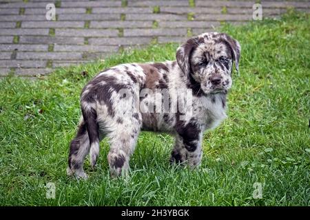 Gepunkteter Labrador Retriever-Welpe. Stockfoto