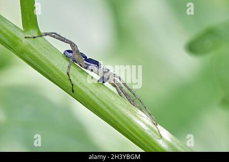 Philodromus ist schlecht. Stockfoto