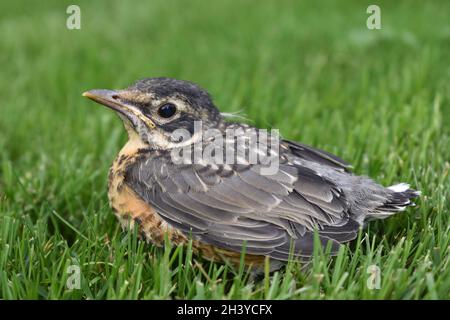 Ein schöner junger Rotkehlchen, der sich auf dem Rasen ausruht. Es muss denken, das Gras ist bequem, es sieht sicherlich so aus! Stockfoto
