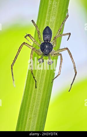 Philodromus ist schlecht. Stockfoto