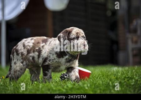 Gepunkteter Labrador Retriever-Welpe. Stockfoto