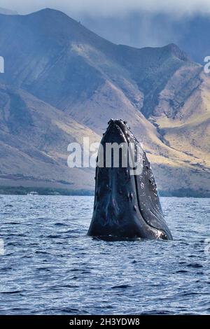 Großer Buckelwal, der auf einem unsichtbaren Walboot ausspioniert. Stockfoto